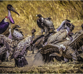 Heat and Dust: Vulture Capitalists, Masai Mara 2023, Archival pigment print